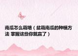 南瓜怎么栽培（盆栽南瓜的种植方法 掌握这些你就赢了）