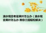 滴水观音老是黄叶怎么办（滴水观音黄叶怎么办 教你三招轻松解决）