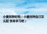 小麦拌种好吗（小麦拌种自己怎么配 快来学习吧）