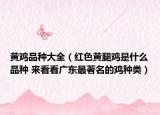 黄鸡品种大全（红色黄腿鸡是什么品种 来看看广东最著名的鸡种类）