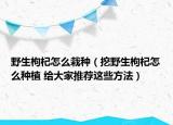 野生枸杞怎么栽种（挖野生枸杞怎么种植 给大家推荐这些方法）
