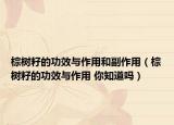棕树籽的功效与作用和副作用（棕树籽的功效与作用 你知道吗）
