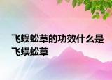 飞蜈蚣草的功效什么是飞蜈蚣草