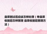 韭菜割过后应该怎样处理（老韭菜收割后怎样管理 韭菜收割后管理方法）