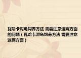 瓦哈卡泥龟饲养方法 需要注意这两方面的问题（瓦哈卡泥龟饲养方法 需要注意这两方面）