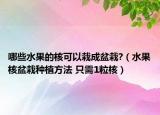 哪些水果的核可以栽成盆栽?（水果核盆栽种植方法 只需1粒核）