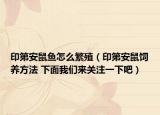 印第安鼠鱼怎么繁殖（印第安鼠饲养方法 下面我们来关注一下吧）