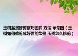 玉树盆景修剪技巧图解 方法 示意图（玉树如何修剪成好看的盆景 玉树怎么修剪）