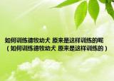 如何训练德牧幼犬 原来是这样训练的呢（如何训练德牧幼犬 原来是这样训练的）