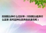 封闭阳台种什么花好养（封闭阳台能养什么盆景 选对品种比露养的还漂亮呢）