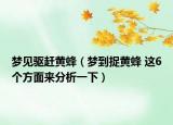 梦见驱赶黄蜂（梦到捉黄蜂 这6个方面来分析一下）