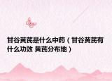 甘谷黄芪是什么中药（甘谷黄芪有什么功效 黄芪分布地）
