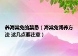 养海棠兔的禁忌（海棠兔饲养方法 这几点要注意）