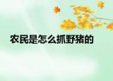 农民是怎么抓野猪的