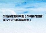 梨树的花期和果期（梨树的花期管理 5个环节都非常重要）