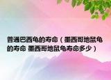 普通巴西龟的寿命（墨西哥地鼠龟的寿命 墨西哥地鼠龟寿命多少）