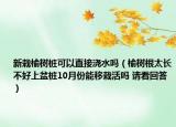 新栽榆树桩可以直接浇水吗（榆树根太长不好上盆桩10月份能移栽活吗 请看回答）