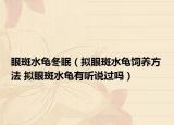 眼斑水龟冬眠（拟眼斑水龟饲养方法 拟眼斑水龟有听说过吗）