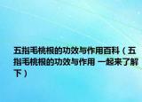 五指毛桃根的功效与作用百科（五指毛桃根的功效与作用 一起来了解下）