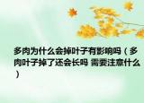 多肉为什么会掉叶子有影响吗（多肉叶子掉了还会长吗 需要注意什么）