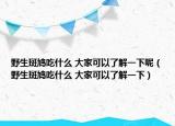 野生斑鸠吃什么 大家可以了解一下呢（野生斑鸠吃什么 大家可以了解一下）