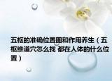 五枢的准确位置图和作用养生（五枢维道穴怎么找 都在人体的什么位置）