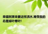 幸福树原来要这样浇水,难怪我的总是掉叶卷叶!
