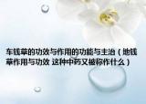 车钱草的功效与作用的功能与主治（地钱草作用与功效 这种中药又被称作什么）