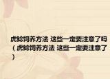 虎鲶饲养方法 这些一定要注意了吗（虎鲶饲养方法 这些一定要注意了）