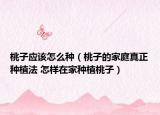 桃子应该怎么种（桃子的家庭真正种植法 怎样在家种植桃子）