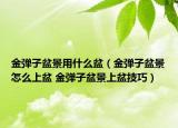 金弹子盆景用什么盆（金弹子盆景怎么上盆 金弹子盆景上盆技巧）