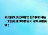 新买的朱顶红种球怎么养护和种植（朱顶红种球怎样养大 这几点很关键）