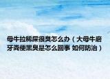母牛拉稀屎很臭怎么办（大母牛磨牙粪便黑臭是怎么回事 如何防治）