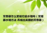 常春藤怎么繁殖它能水培吗（常青藤水培方法 养殖出美丽的常春藤）