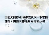 田园犬的特点 带你去认识一下它的性格（田园犬的特点 带你去认识一下）