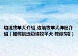 边境牧羊犬介绍_边境牧羊犬详细介绍（如何挑选边境牧羊犬 教你5招）