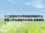 十二生肖中力大无穷的动物是什么动物（什么动物力大无穷 动物百科）