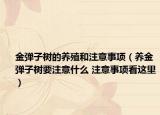 金弹子树的养殖和注意事项（养金弹子树要注意什么 注意事项看这里）