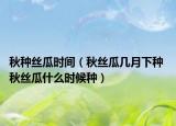 秋种丝瓜时间（秋丝瓜几月下种 秋丝瓜什么时候种）