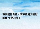 菠萝是什么鱼（菠萝鱼属于哪层的鱼 生活习性）