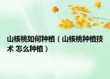 山核桃如何种植（山核桃种植技术 怎么种植）