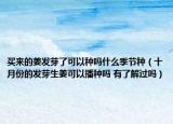 买来的姜发芽了可以种吗什么季节种（十月份的发芽生姜可以播种吗 有了解过吗）