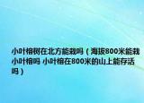 小叶榕树在北方能栽吗（海拔800米能栽小叶榕吗 小叶榕在800米的山上能存活吗）