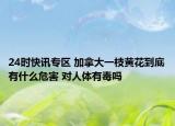 24时快讯专区 加拿大一枝黄花到底有什么危害 对人体有毒吗