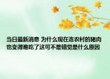 当日最新消息 为什么现在连农村的猪肉也变得难吃了这可不是错觉是什么原因