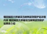 缅因猫因太胖被误当猞猁送到保护站详细内容 缅因猫因太胖被误当猞猁送到保护站具体介绍