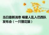 当日最新消息 喵星人乱入巴西队发布会（一只狸花猫）