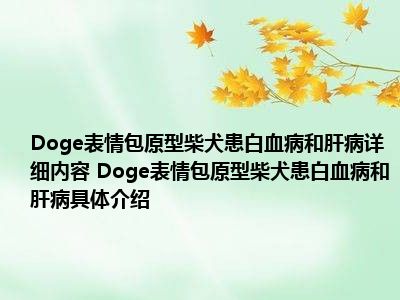 Doge表情包原型柴犬患白血病和肝病详细内容