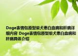 Doge表情包原型柴犬患白血病和肝病详细内容 Doge表情包原型柴犬患白血病和肝病具体介绍