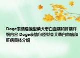 Doge表情包原型柴犬患白血病和肝病详细内容 Doge表情包原型柴犬患白血病和肝病具体介绍